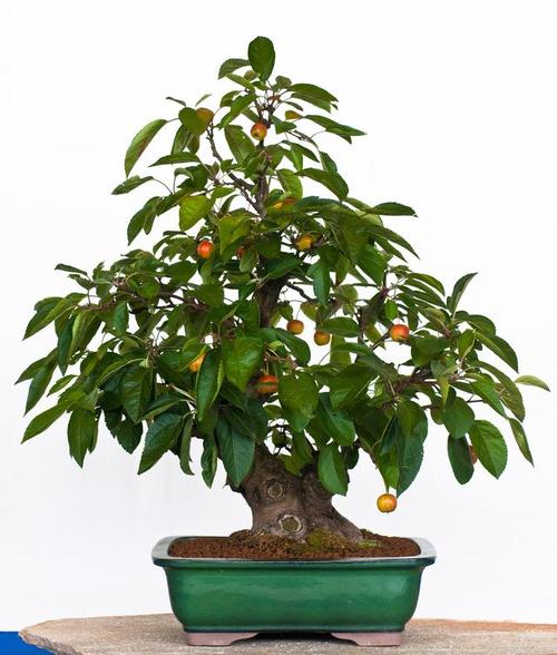 长条花盆的园艺之选:适宜种植的植物推荐