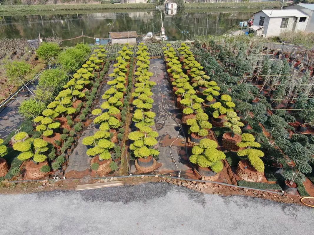 探访宜良绿境苗木种植场 宜九公路旁的园艺明珠，花镜庭院植物的秘密花园
