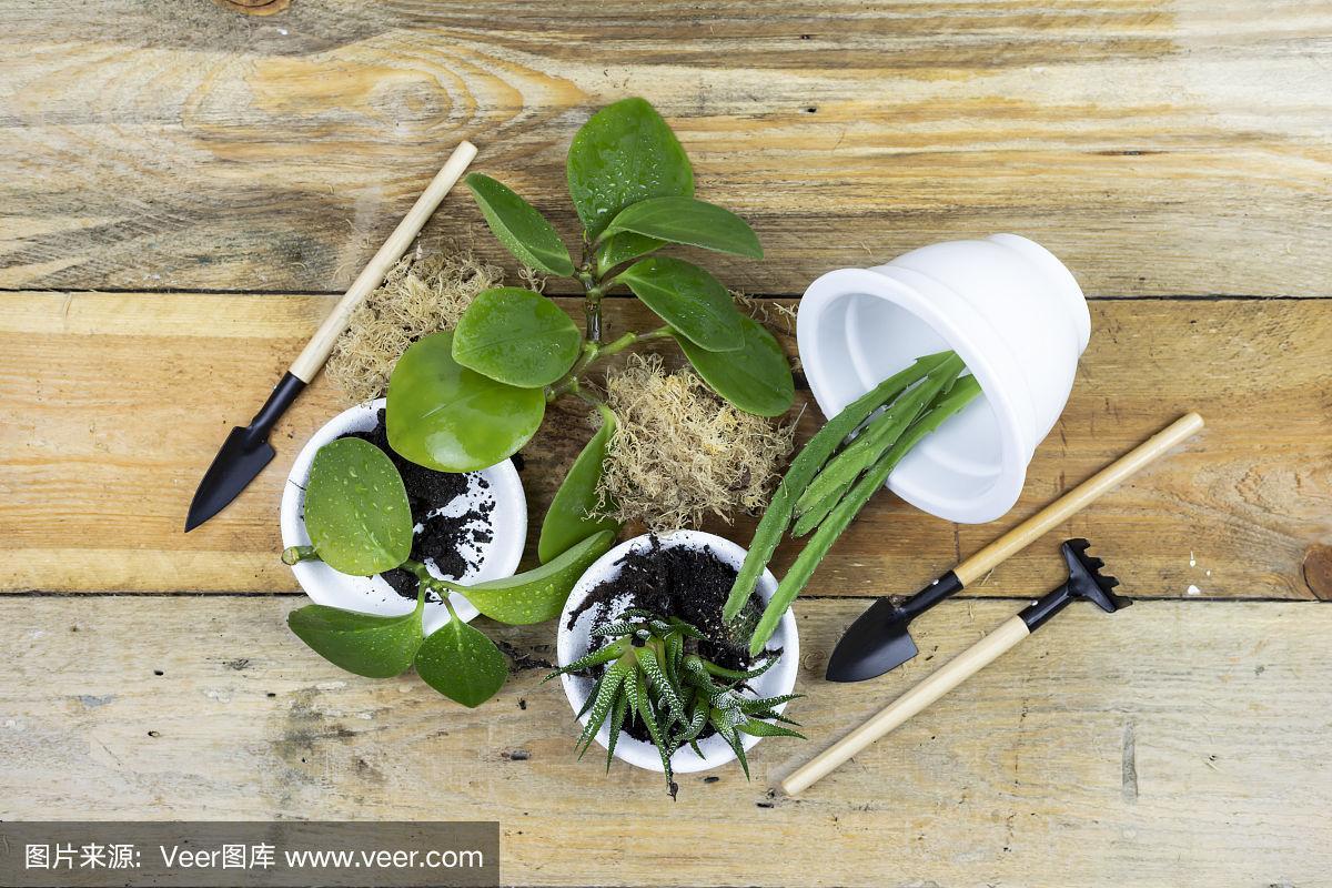 盆栽移植与园艺工具布置指南