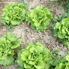 土地与生菜 园艺作物种植的生命画卷